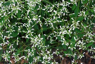 Euphorbia  'Diamond Frost®'