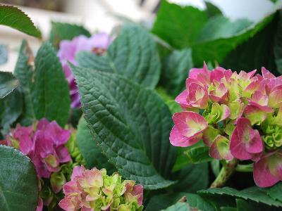 Hydrangea Let's Dance 'Rhapsody Blue'