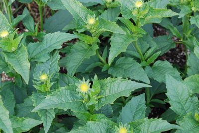 Heliopsis  'Tuscan Sun'