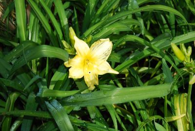  Hemerocallis Going Bananas 