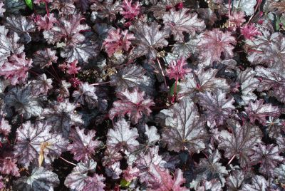 Heuchera Dolce® 'Blackcurrant'