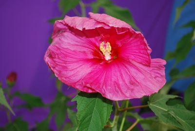 Hibiscus Summerific™ 'Berrylicious'