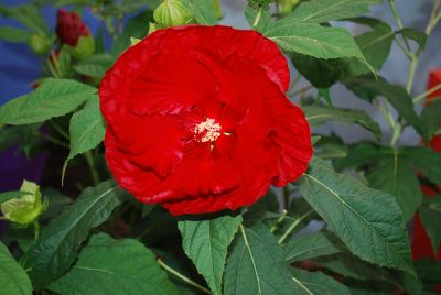 Hibiscus  'Cranberry Crush'