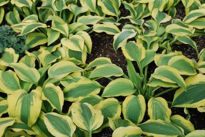  Hosta Goodness Gracious 