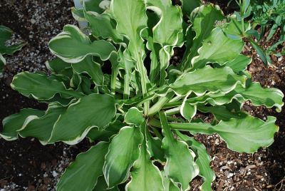 Hosta  'Wheee!'