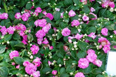 Proven Winners, LLC: Rockapulco® Impatiens Orchid 