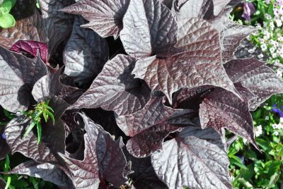 Ipomoea  'Sweet Caroline Bewitched IMP'