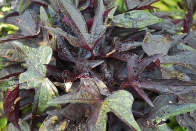 Ipomoea  'Sweet Caroline Raven'