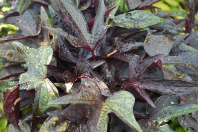 Ipomoea  'Sweet Caroline Raven'