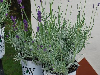 Lavandula  'Sweet Romance'