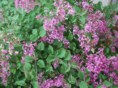 Lilac reblooming Bloomerang 'Dark Purple'