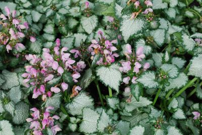 Lamium  'Pink Chablis®'