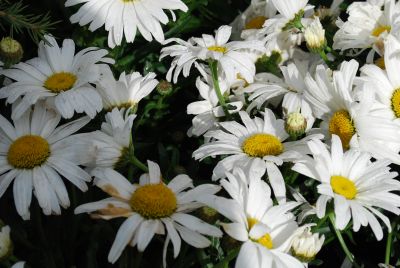 Leucanthemum  'Daisy May™'
