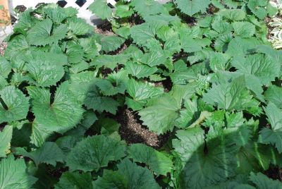 Ligularia  'Bottle Rocket'