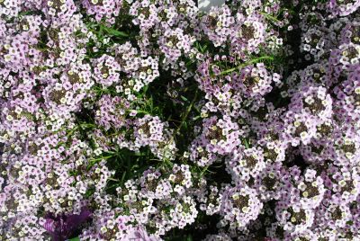 Lobularia  'Blushing Princess™'