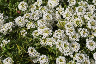 Lobularia  'Frosty Knight®'