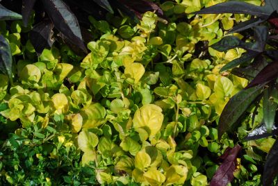  Lysimachia Goldilocks 