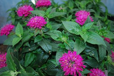  Monarda didyma Pardon My Pink 