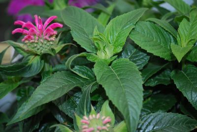 Monarda  'Pardon My Purple'