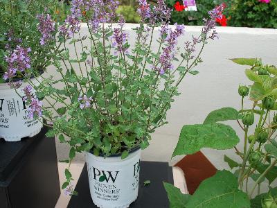 Nepeta  'Cat's Meow'