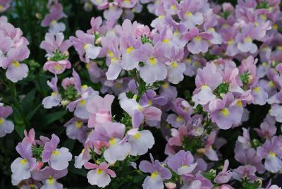 Nemesia Innocence® 'Opal'