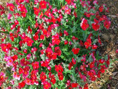 Nemesia Sunsatia 'Cranberry'