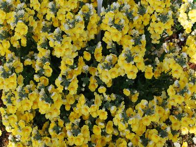 Nemesia Sunsatia 'Lemon'