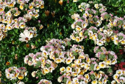 Nemesia Sunsatia® 'Mango'