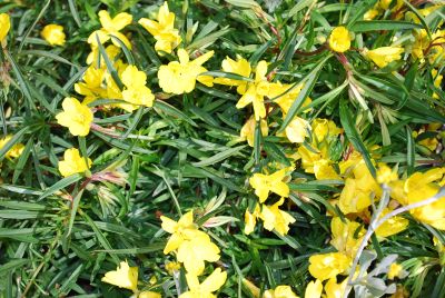  Oenothera Lemon Drop® 