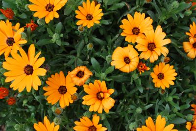  Osteospermum Orange Symphony 