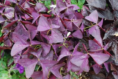 Oxalis Charmed® 'Wine'