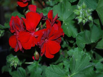 Boldly Pelargonium Burgundy 