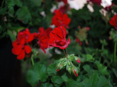 Boldly Pelargonium Dark Red 