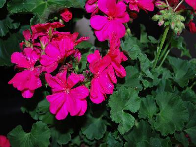 Boldly Pelargonium Hot Pink 