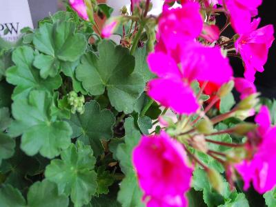 Boldly Pelargonium Lavender Rose 