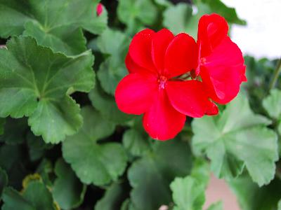 Pelargonium Boldly 'Scarlet Fire'