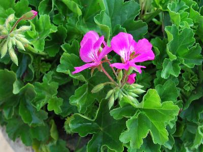 Pelargonium Timeless 'Lavender'