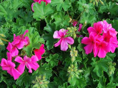 Pelargonium Timeless 'Rose'