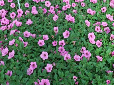 Petunia Supertunia 'Flamingo'