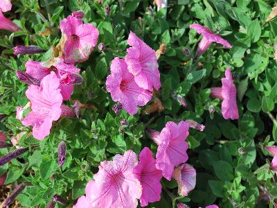 Petunia Supertunia 'Vista Bubblegum'