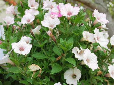 Petunia Supertunia 'Vista Silverberry'