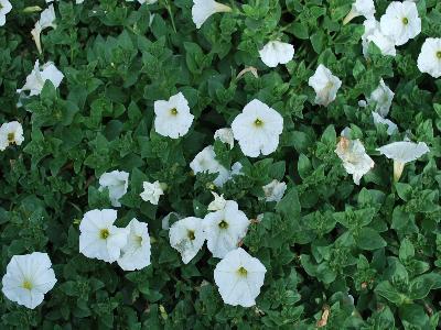 Supertunia Petunia White 