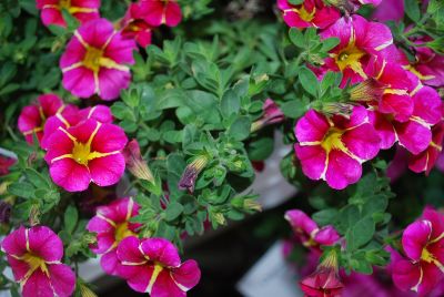 Petunia Superbells® 'Cherry Star'