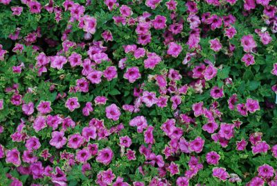 Petunia Supertunia® 'Picasso in Pink™'