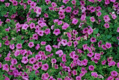 Supertunia® Petunia Picasso in Pink™ 