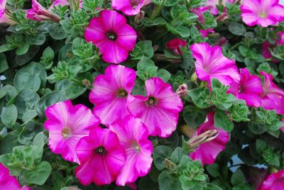 Petunia Supertunia® 'Raspberry Blast'