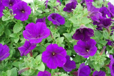 Petunia Supertunia® 'Royal Velvet'