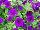 Supertunia® Petunia Royal Velvet 