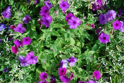 Intensia® Phlox Blueberry 