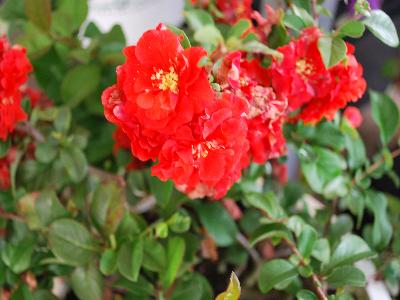 Quince Double Take 'Orange Storm'